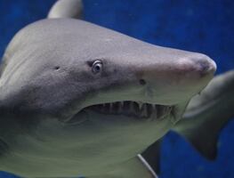 Hombre sobrevive a peligroso ataque de tiburón en playas de California