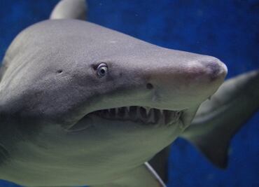 Hombre sobrevive a peligroso ataque de tiburón en playas de California