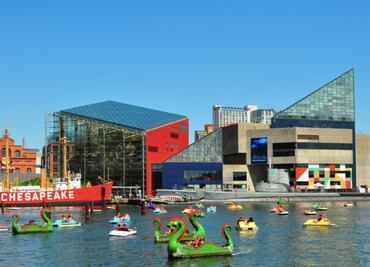El maravilloso Acuario Nacional de Baltimore en un tour virtual
