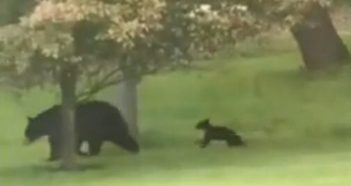 Video. Familia de osos pasea en jardín de casa en Pensilvania