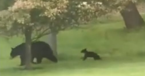 Video. Familia de osos pasea en jardín de casa en Pensilvania