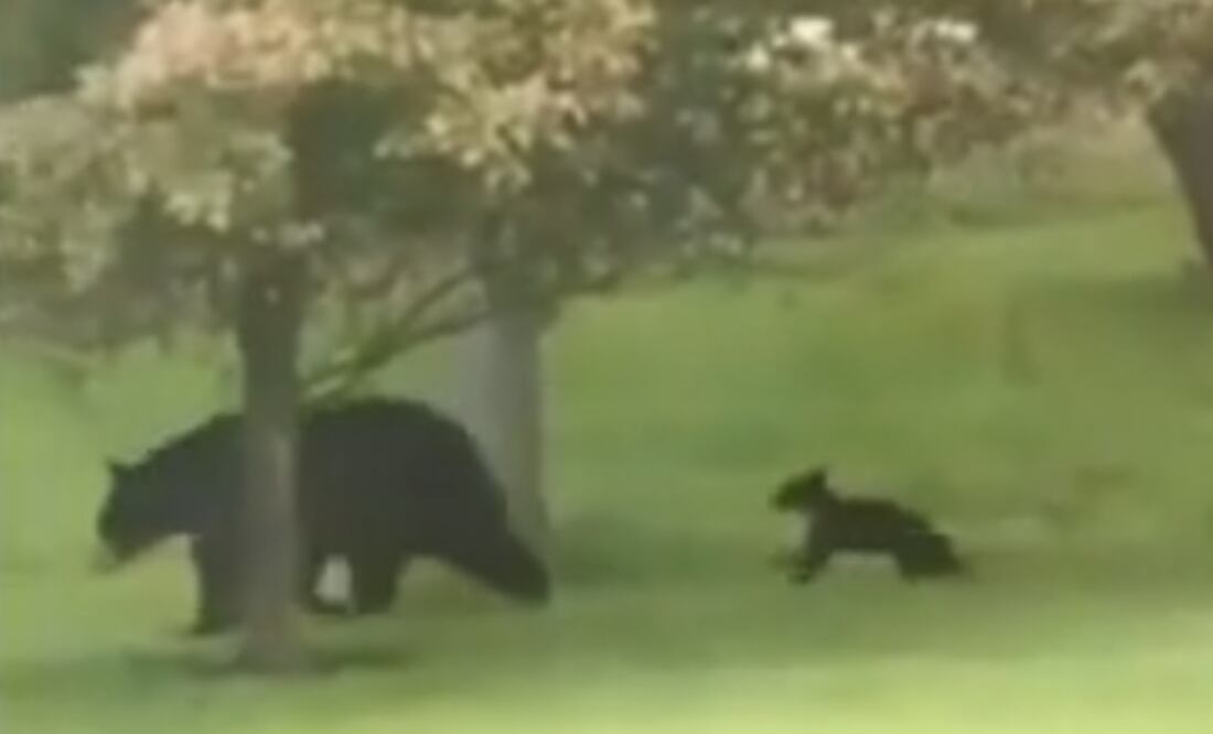 Captura de video