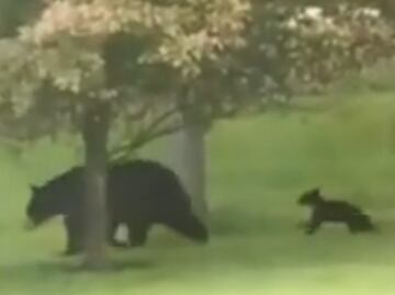 Video. Familia de osos pasea en jardín de casa en Pensilvania