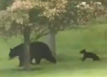 Video. Familia de osos pasea en jardín de casa en Pensilvania