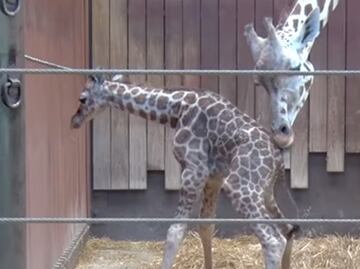 Video. Jirafa ayuda a cría a dar sus primeros pasos en Milwaukee