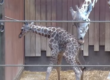 Video. Jirafa ayuda a cría a dar sus primeros pasos en Milwaukee