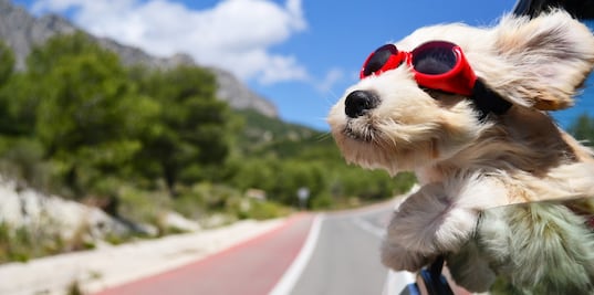 De Arya Stark a Max: los nombres más populares para perros en 2019