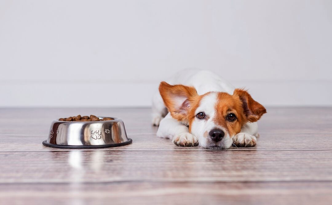 Afirman que este alimento para perros “los enferma” y “los mata”. ¿Qué tan cierto es? Foto:  iStock-Eva Blanco