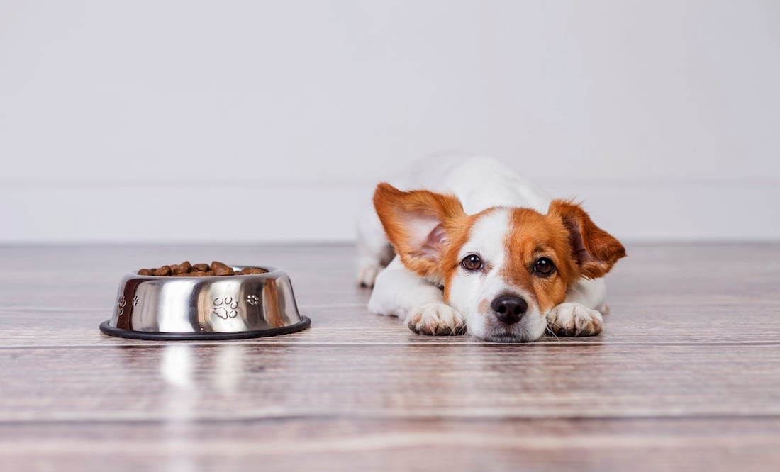 Afirman que este alimento para perros “los enferma” y “los mata”. ¿Qué tan cierto es? Foto:  iStock-Eva Blanco