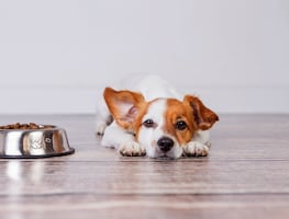 Afirman que este alimento para perros “los enferma” y “los mata”. ¿Qué tan cierto es?