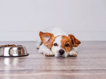 Afirman que este alimento para perros “los enferma” y “los mata”. ¿Qué tan cierto es?