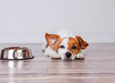 Afirman que este alimento para perros “los enferma” y “los mata”. ¿Qué tan cierto es?