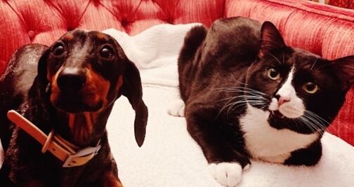 Dejan a gato dentro de lavadora encendida y sufre graves lesiones