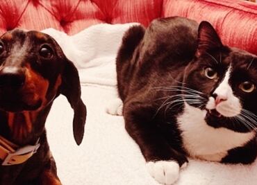 Dejan a gato dentro de lavadora encendida y sufre graves lesiones