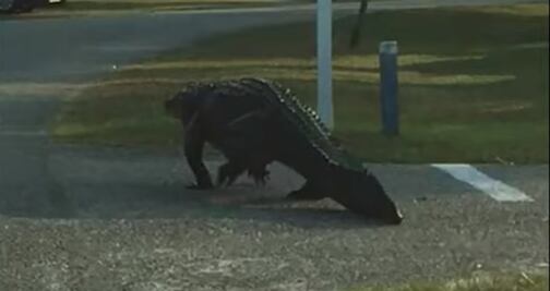 Captan a cocodrilo deambulando por calles de Carolina del Sur