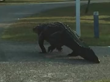 Captan a cocodrilo deambulando por calles de Carolina del Sur