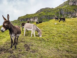 Suero de plasma de burros, la apuesta de Bolivia contra el Covid