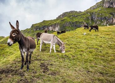 Suero de plasma de burros, la apuesta de Bolivia contra el Covid
