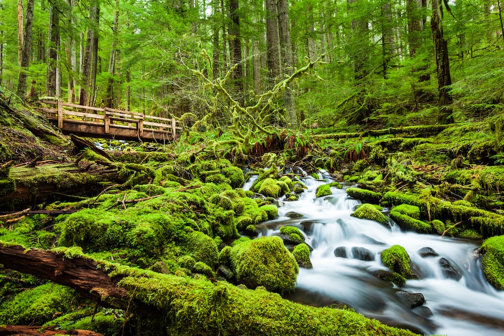 Olympic national park. iStock/ kanonsky