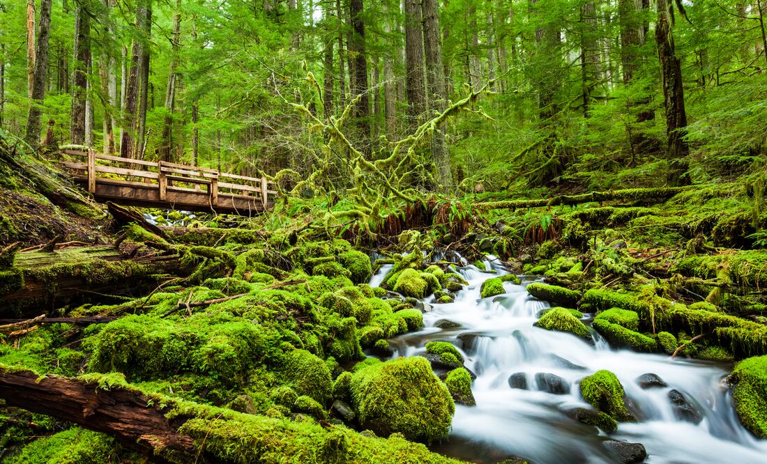 Olympic national park. iStock/ kanonsky