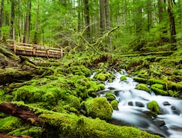 Estos son los 3 parques nacionales que puedes visitar cerca de Seattle