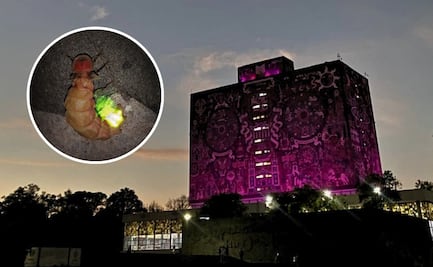 Festival de las Luciérnagas 2025 en la UNAM: Actividades, fecha y entrada gratuita