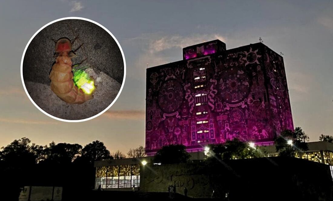 Festival de las Luciérnagas 2025 en la UNAM: Actividades, fecha y entrada gratuita | Foto CU: Sonia Ariadna Pérez Barrón // Canva