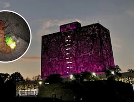 Festival de las Luciérnagas 2025 en la UNAM: Actividades, fecha y entrada gratuita
