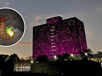 Festival de las Luciérnagas 2025 en la UNAM: Actividades, fecha y entrada gratuita