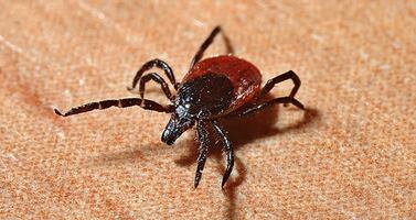 Hombre muere en Nueva York por virus transmitido por garrapata