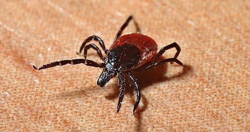 Hombre muere en Nueva York por virus transmitido por garrapata