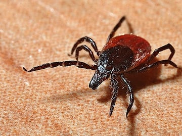 Hombre muere en Nueva York por virus transmitido por garrapata