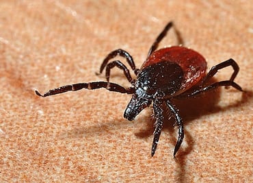 Hombre muere en Nueva York por virus transmitido por garrapata