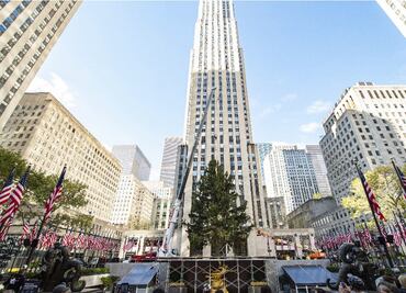 Llega a Nueva York el emblemático árbol de Navidad del Rockefeller Center