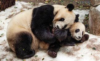 Costo, horarios y atracciones del espectacular Zoológico de San Diego