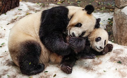 Costo, horarios y atracciones del espectacular Zoológico de San Diego