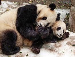 Costo, horarios y atracciones del espectacular Zoológico de San Diego