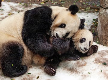 Costo, horarios y atracciones del espectacular Zoológico de San Diego