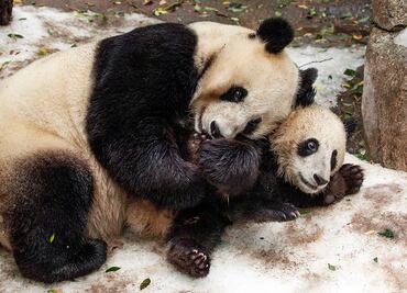 Costo, horarios y atracciones del espectacular Zoológico de San Diego