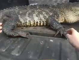 Video. Encuentran enorme cocodrilo debajo de auto en Florida