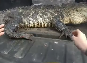 Video. Encuentran enorme cocodrilo debajo de auto en Florida