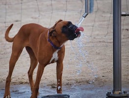 ¿Cómo cuidar la salud de los perros durante las olas de calor?