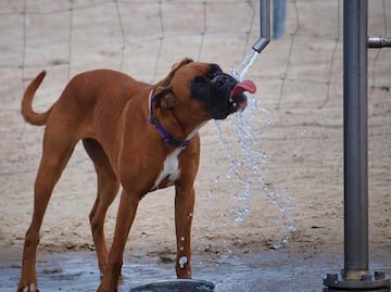 ¿Cómo cuidar la salud de los perros durante las olas de calor?