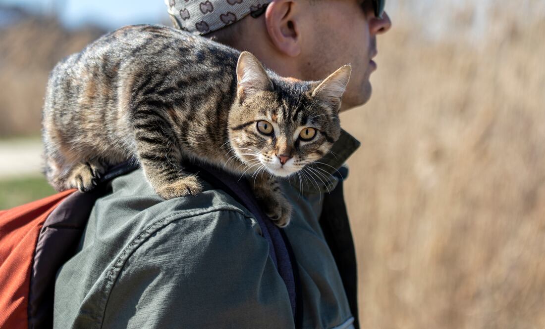 Día Internacional del Gato. Las 10 razas de gatos más amigables del mundo. Foto iStock / lassi meony