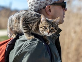 Día Internacional del Gato. Las 10 razas de gatos más amigables del mundo