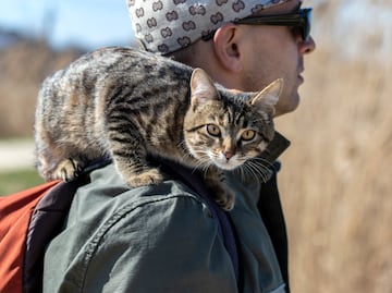Día Internacional del Gato. Las 10 razas de gatos más amigables del mundo