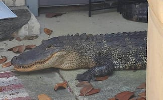 Mujer encuentra a caimán de dos metros frente a su casa en Texas