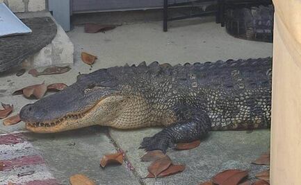 Mujer encuentra a caimán de dos metros frente a su casa en Texas