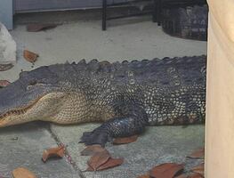 Mujer encuentra a caimán de dos metros frente a su casa en Texas