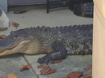 Mujer encuentra a caimán de dos metros frente a su casa en Texas